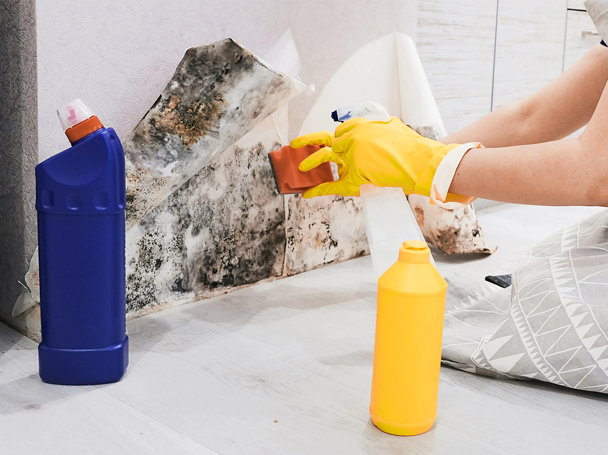 Read more about the article The Dangers of DIY Mold Removal: Why Professional Remediation is Essential